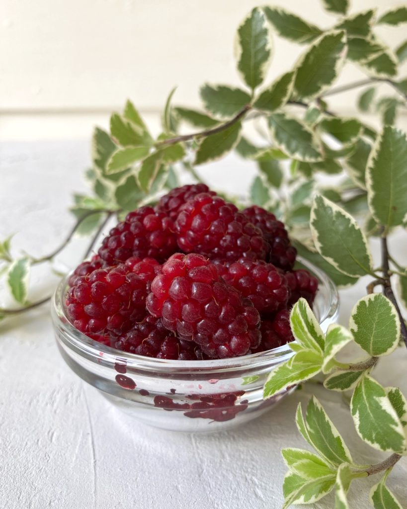 Fresh bayberries in bowl