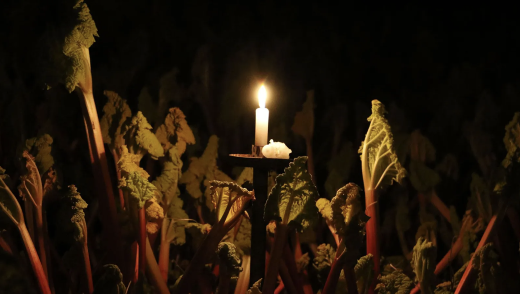 forcing rhubarb- harvesting in candlelight  
