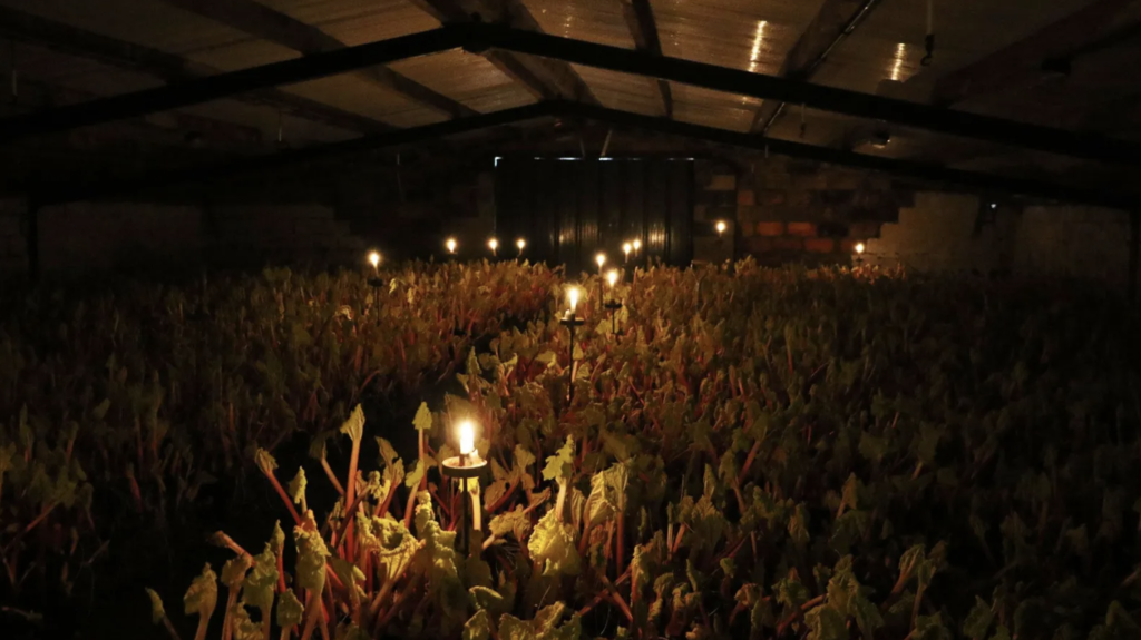 forcing rhubarb- harvesting in candlelight  